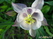    &#039;&#039; Aquilegia hybrida Mckana  &#039;Delikatissima&#039;