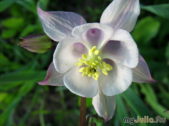   &#039;&#039; Aquilegia vulgaris &#039;Telesnaya&#039;