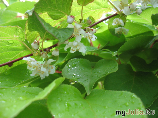   Actinidia kolomikta