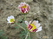  &#039;&#039; Hydrangea macrophylla &#039;Yunik&#039;