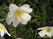   &#039;&#039; Primula veris &#039;Waite&#039;