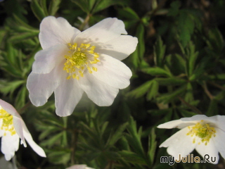   Anemone nemorosa