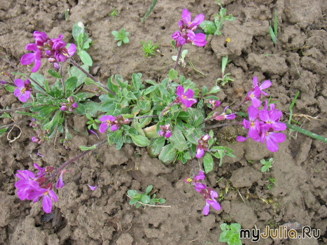   &#039; &#039; Arabis blepharophylla &#039;Rote Sensation&#039;