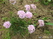   &#039;&#039; Arabis alpina, flaviflora