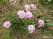    Armeria caespitosa, juniperifolia