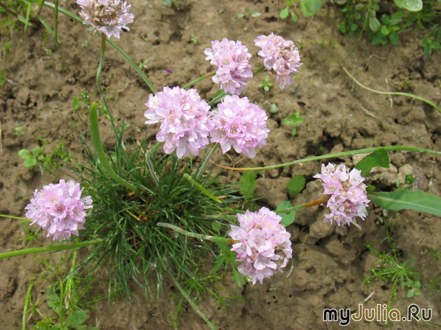    Armeria caespitosa, juniperifolia