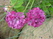   &#039;&#039; Primula veris &#039;Waite&#039;