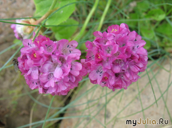   &#039; &#039; Armeria maritima &#039;Rosea Compacta&#039;