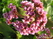    Armeria caespitosa, juniperifolia