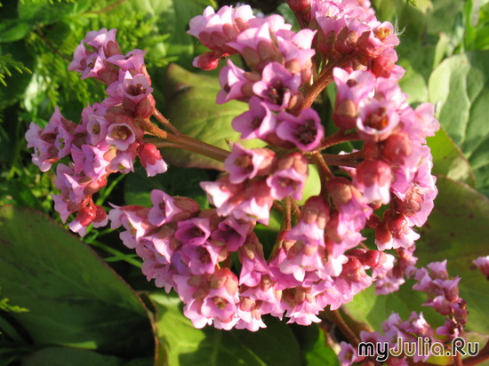 ,  &#039;&#039; Bergenia hybrida