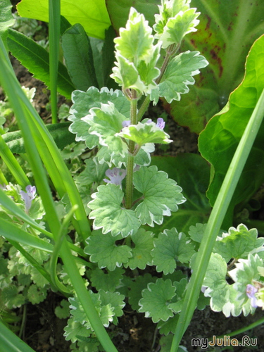   Glechoma  hederacea