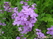 ,   &#039;&#039; Astilbe Arendsii Hybrida &#039;Hyacinth&#039;