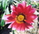   &#039;&#039; Dahlia variabilis dwarf