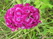  &#039;&#039; Primula veris &#039;Waite&#039;
