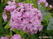  ,  &#039;&#039; Dianthus barbatus