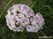   &#039;&#039; Hydrangea macrophylla &#039;Yunik&#039;