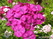   &#039;&#039; Primula veris &#039;Waite&#039;