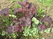 ,   &#039; &#039; Ajuga reptans &#039;Variegata Rubra&#039;