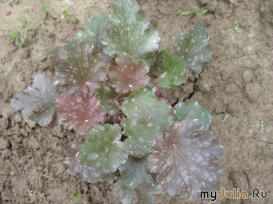   &#039; &#039; Heuchera hybrida &#039;Black Beauty&#039;