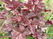  ,  &#039; &#039; Dianthus barbatus &#039;Scarlet Beauty&#039;