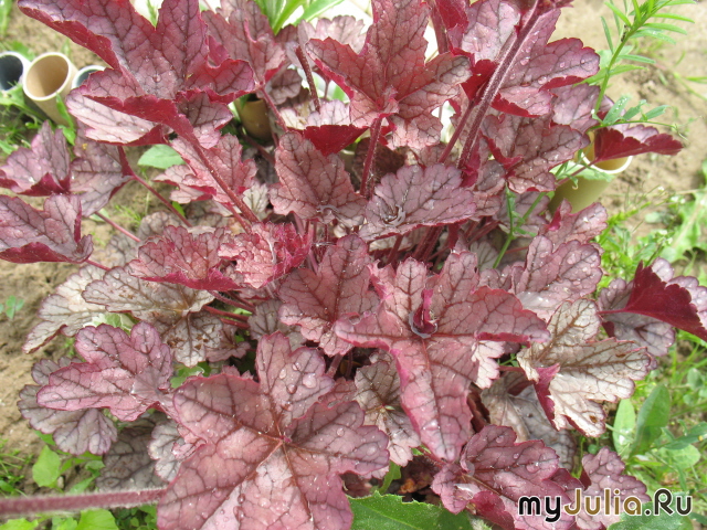   &#039; &#039; Heuchera hybrida &#039;Velvet Night&#039;