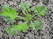     Primula japonica Primula japonica