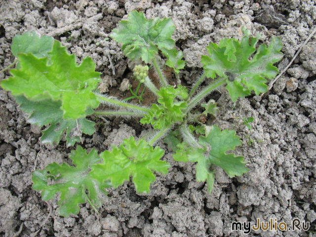   &#039; &#039; Heuchera hybrida &#039;White Spires&#039;