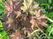   &#039;&#039; Primula veris &#039;Waite&#039;