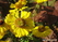  ,  &#039;&#039; Dianthus barbatus &#039;Heimatland&#039;