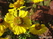   &#039;&#039; Primula veris &#039;Waite&#039;
