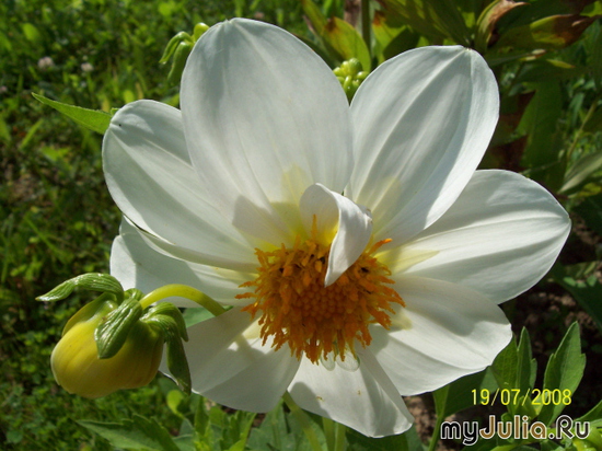   &#039;&#039; Dahlia variabilis dwarf