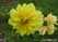   &#039;&#039; Primula veris &#039;Waite&#039;