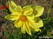    &#039;&#039; Aquilegia hybrida Mckana  &#039;Delikatissima&#039;