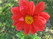   &#039;&#039; Dahlia variabilis dwarf