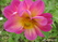  ,  &#039; &#039; Dianthus barbatus &#039;Scarlet Beauty&#039;