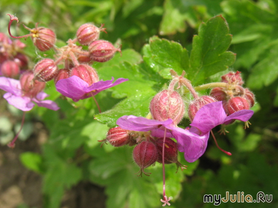   &#039;&#039; Geranium macrorrhizum &#039;Ingwersen&#039;