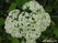   &#039;&#039; Primula veris &#039;Waite&#039;