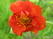  - &#039;&#039; Geum coccineum &#039;Borizin&#039;