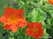   &#039;&#039; Primula denticulata &#039;Grandiflora&#039;
