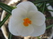  ,  &#039;&#039; Muscari armeniacum &#039;Alba&#039;