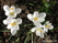  ,  &#039;&#039; Muscari armeniacum &#039;Alba&#039;