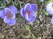  ,  &#039;&#039; Muscari armeniacum &#039;Alba&#039;
