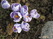  ,  &#039;&#039; Muscari armeniacum &#039;Alba&#039;