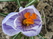  ,  &#039;&#039; Muscari armeniacum &#039;Alba&#039;