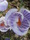  ,  &#039;&#039; Muscari armeniacum &#039;Alba&#039;