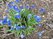  ,  &#039;&#039; Muscari armeniacum &#039;Alba&#039;