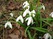 ,  &#039;&#039; Muscari armeniacum &#039;Alba&#039;