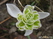  ,  &#039;&#039; Muscari armeniacum &#039;Alba&#039;