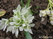  ,  &#039;&#039; Muscari armeniacum &#039;Alba&#039;