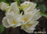  ,  &#039;&#039; Muscari armeniacum &#039;Alba&#039;